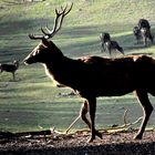 Platz für den Platzhirsch