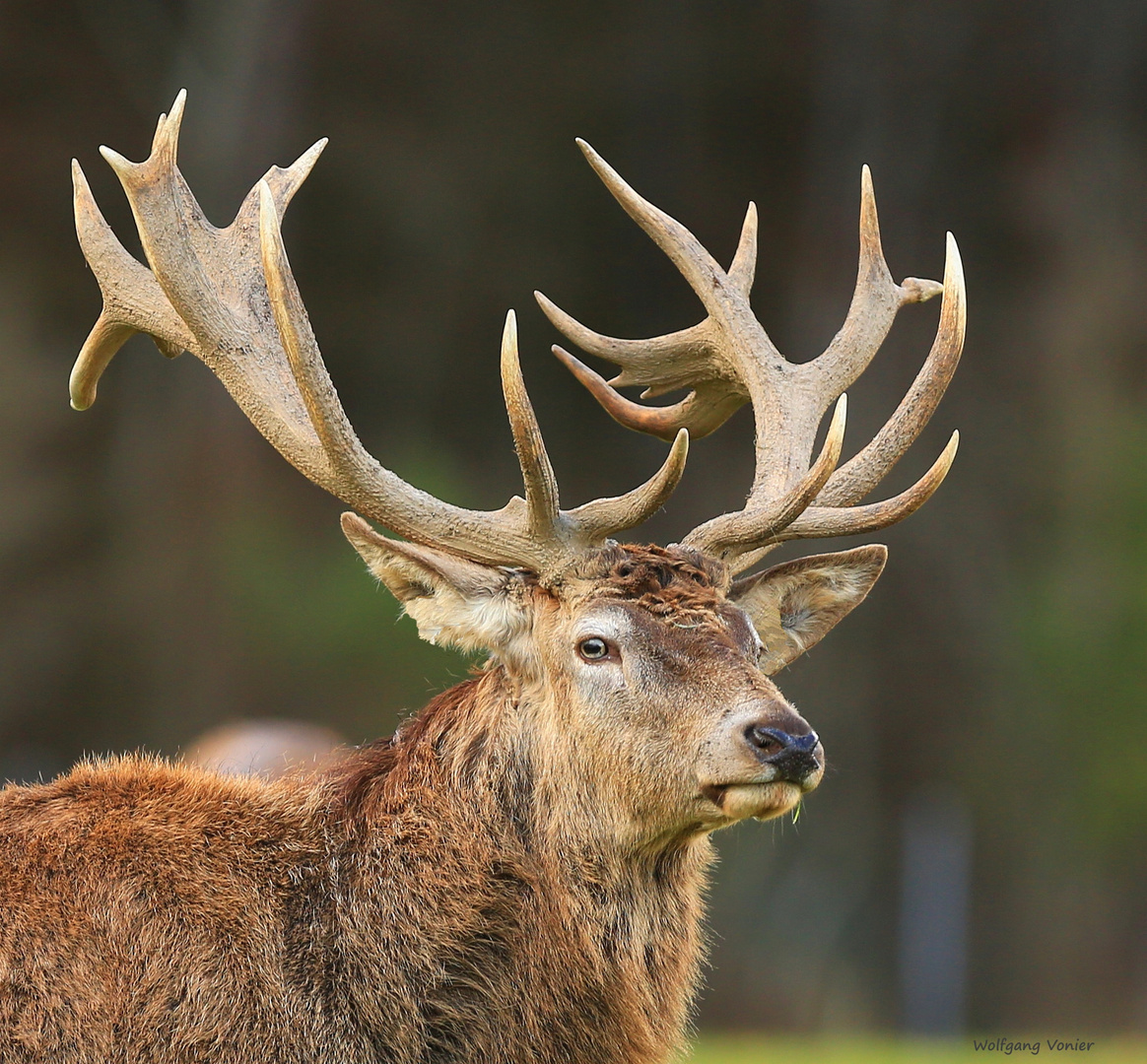 Platz-Hirsch