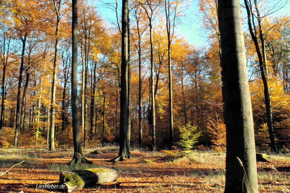 Platz im Buchenwald, Ruhe und Schönheit!