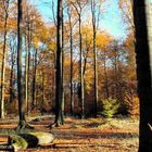 Platz im Buchenwald, Ruhe und Schönheit!