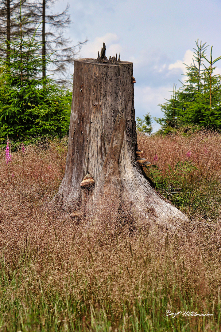 Platz in der Natur