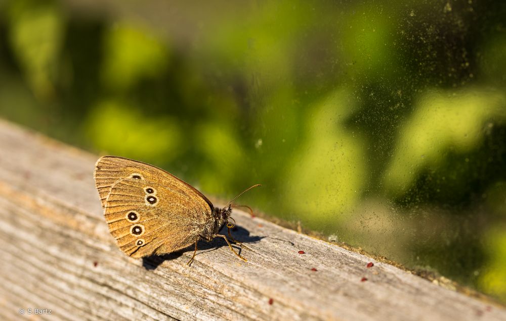 Platz in der Sonne 