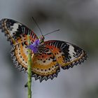 Platz ist an der kleinsten Blüte