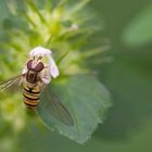 Platz ist an der kleinsten Blüte