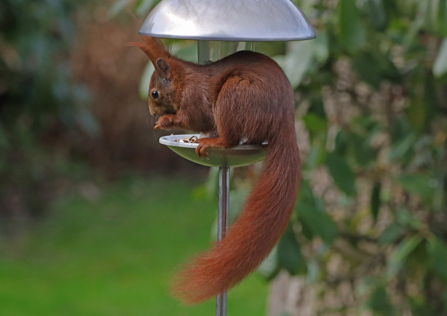 Platz ist an der kleinsten Futterstelle