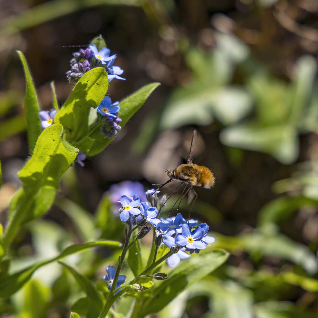 Platz ist auf der kleinsten Blüte