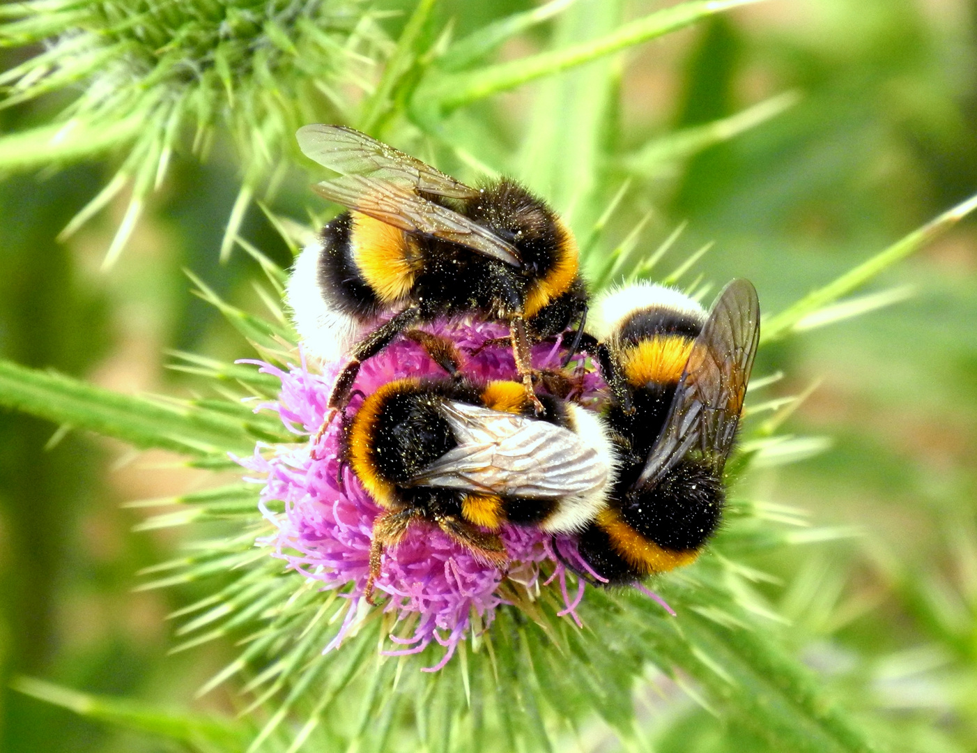 Platz ist auf der kleinsten Blüte