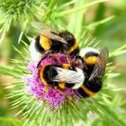 Platz ist auf der kleinsten Blüte