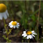 Platz ist auf der kleinsten Blüte