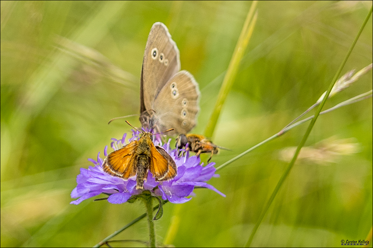 Platz ist auf der kleinsten Blüte