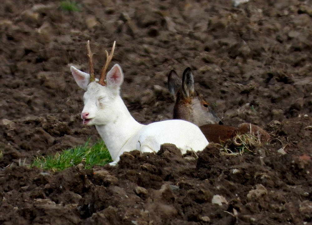 Platz ist auf der kleinsten Wiese