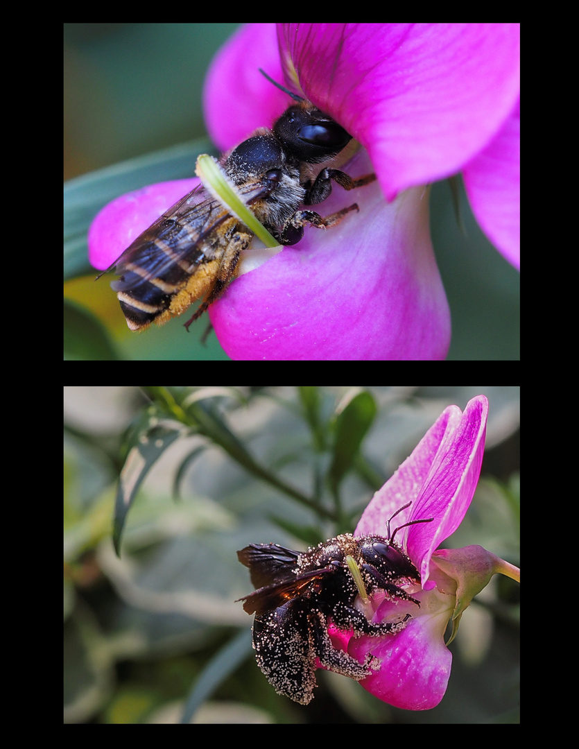 Platz ist in der engsten Blüte...