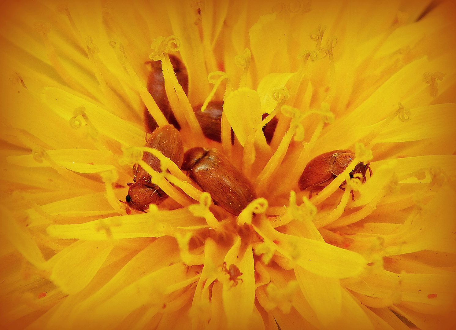 Platz ist in der kleinsten Blüte.....