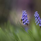 Platz ist in der kleinsten Blüte ;-)