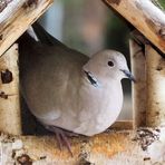 Platz ist in der kleinsten Hütte ...