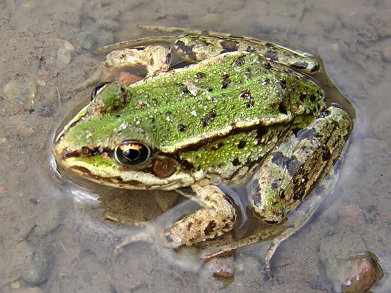 Platz ist in der kleinsten Pfütze