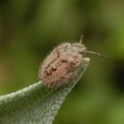 Platz mit Aussicht - Nymphe der Beerenwanze (Dolycoris baccarum)