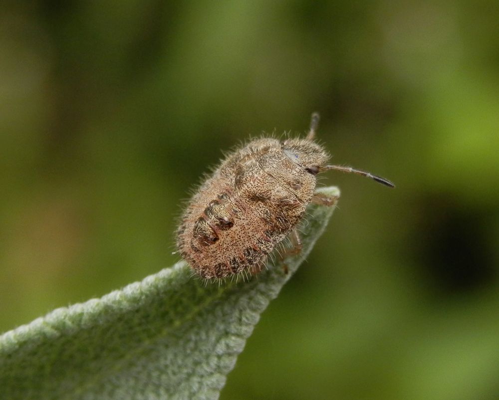 Platz mit Aussicht - Nymphe der Beerenwanze (Dolycoris baccarum)