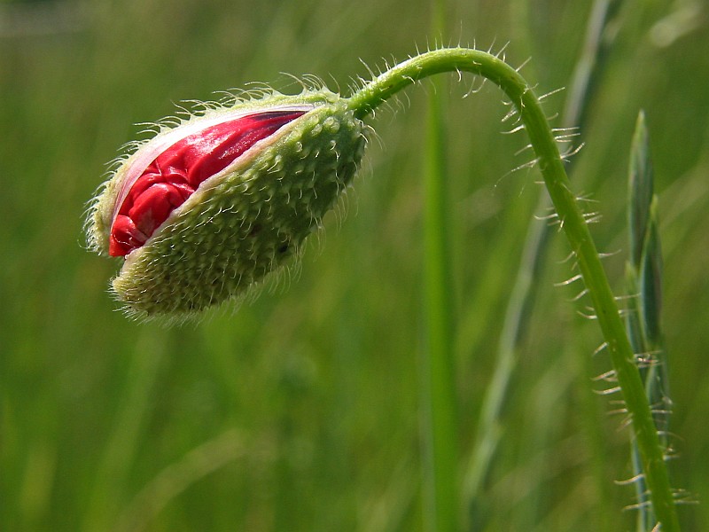 Platz, Mohn!