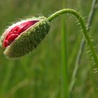 Platz, Mohn!