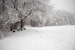 Platz unter dem Baum