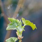 Platzende gefrorene Seifenblase