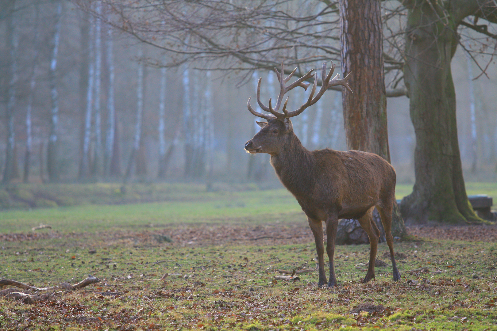 Platzhirsch