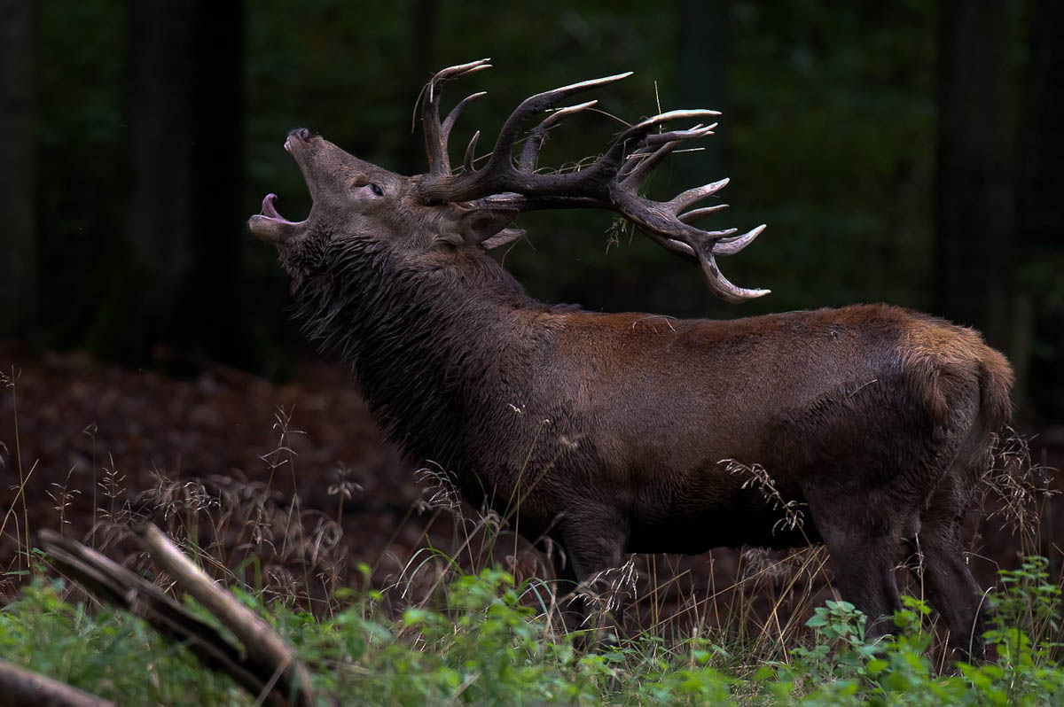 Platzhirsch