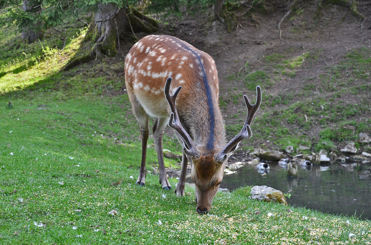 Platzhirsch