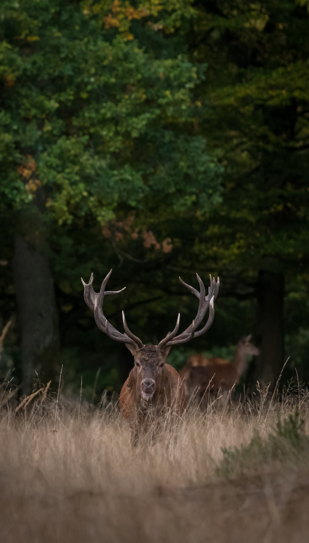 Platzhirsch....