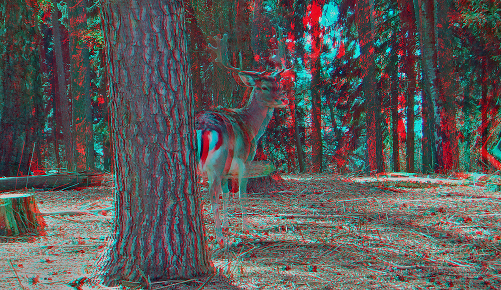 Platzhirsch (3D für rot/cyan Brille)