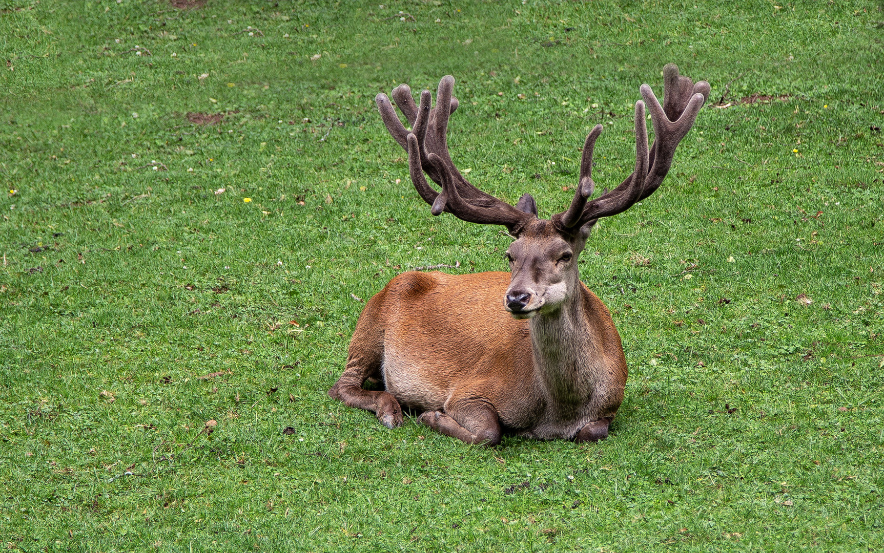 Platzhirsch