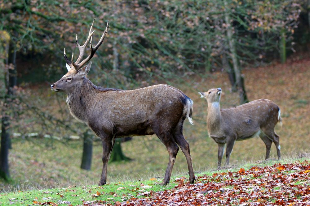 Platzhirsch....