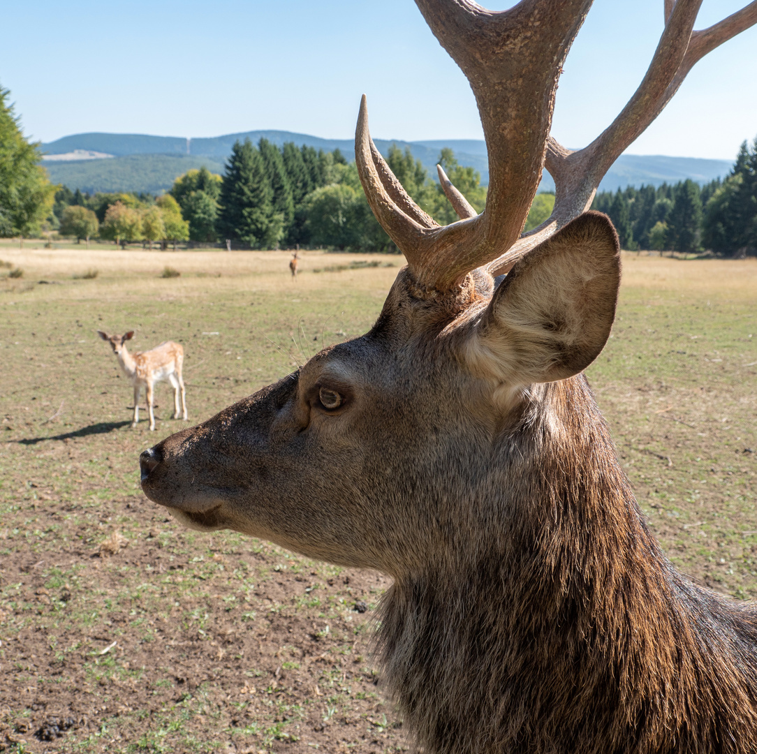 Platzhirsch