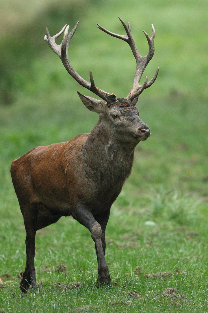 Platzhirsch