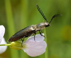 platzhirsch