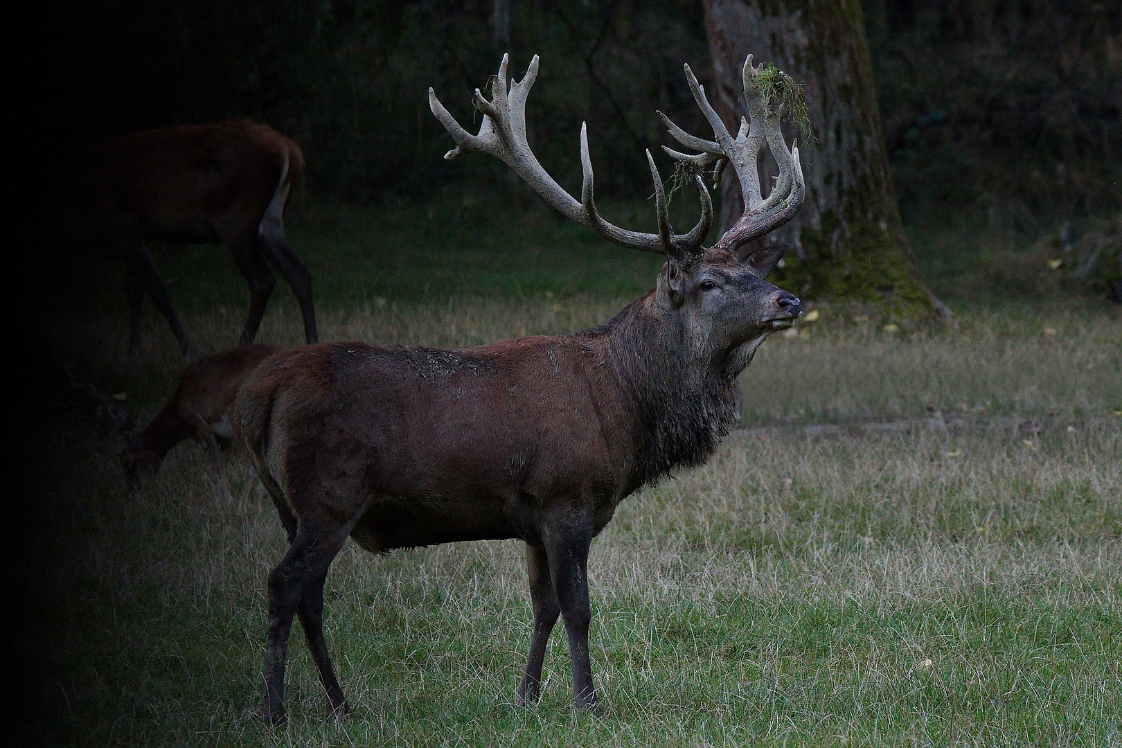 Platzhirsch