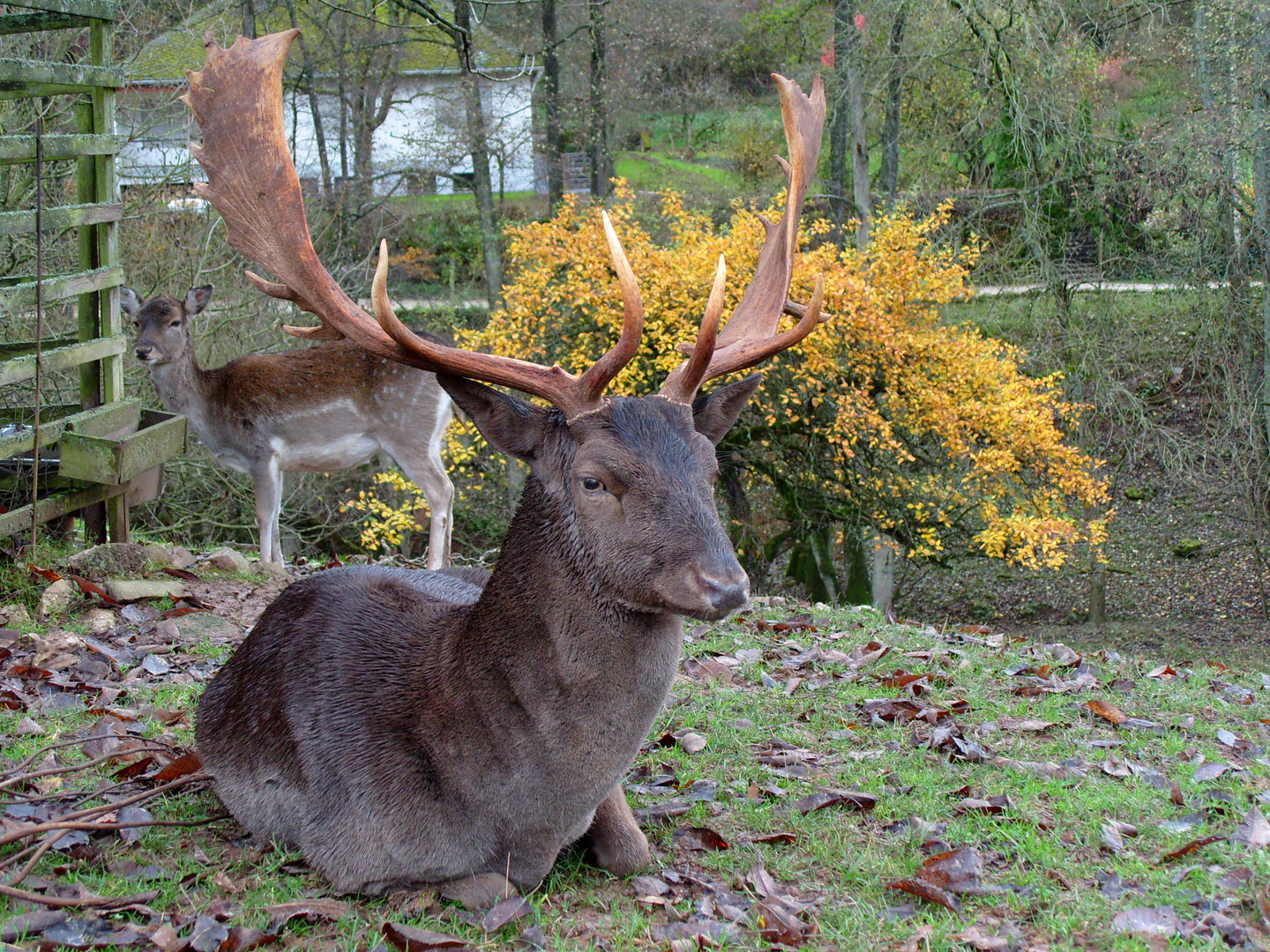 Platzhirsch