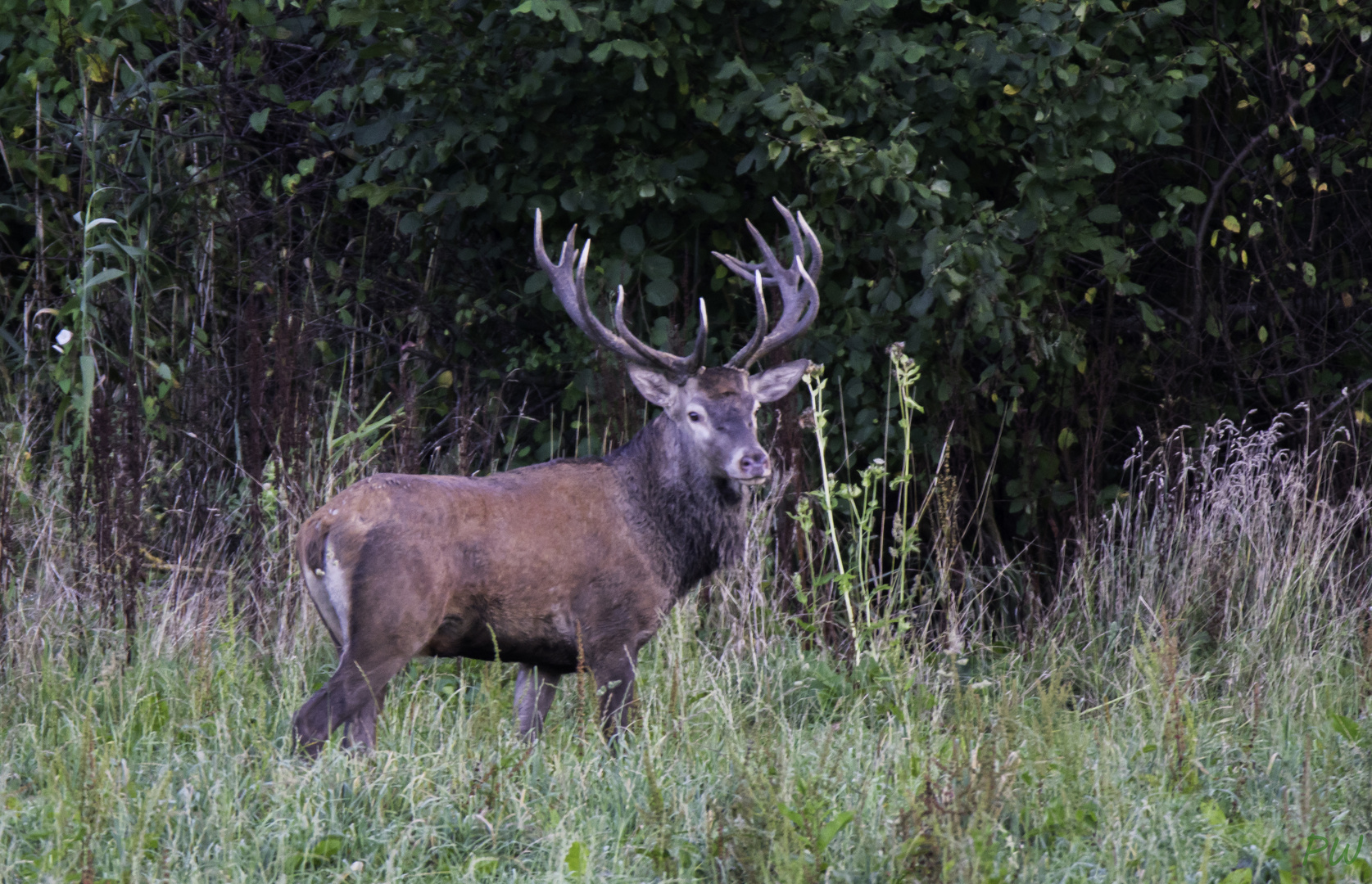 Platzhirsch