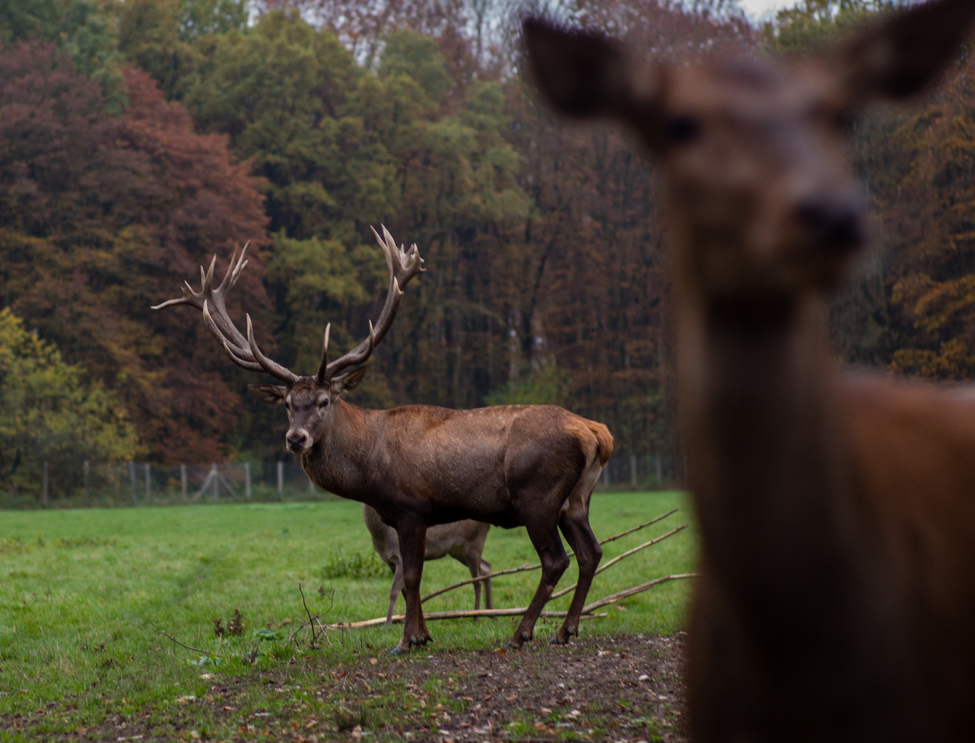 Platzhirsch