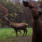 Platzhirsch