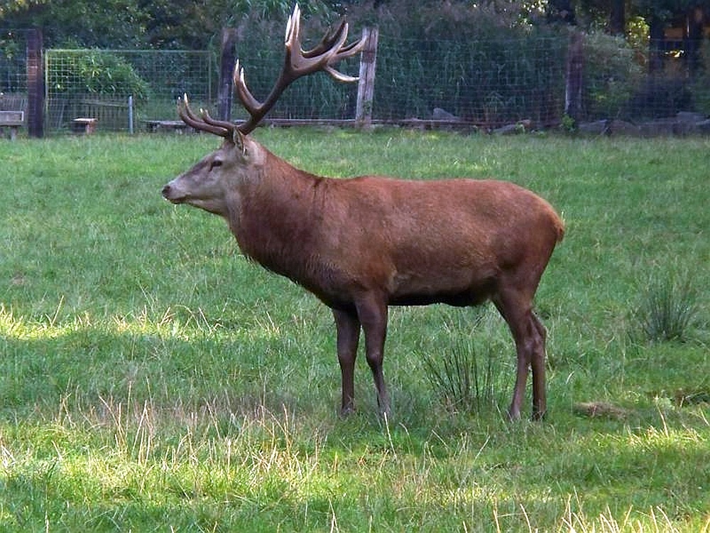 Platzhirsch......