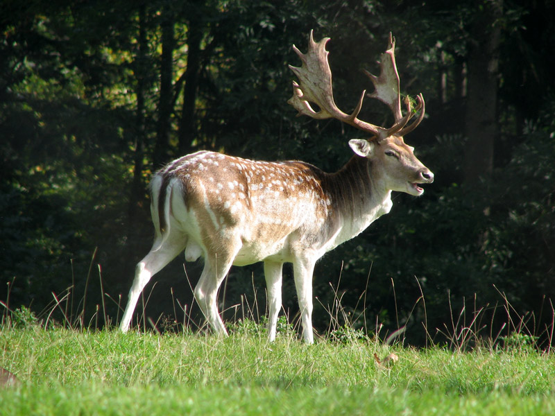 Platzhirsch