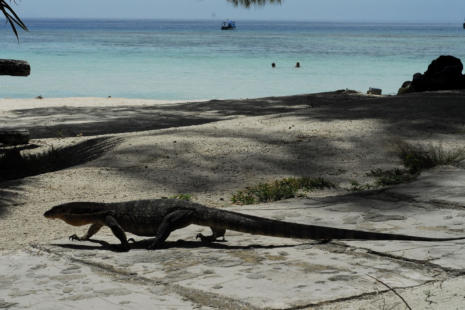 Platzhirsch am Strand