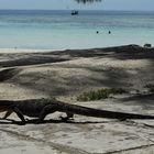 Platzhirsch am Strand