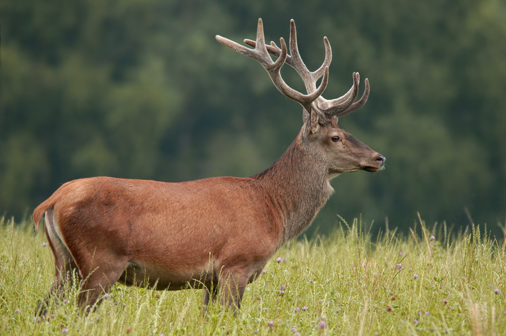 Platzhirsch