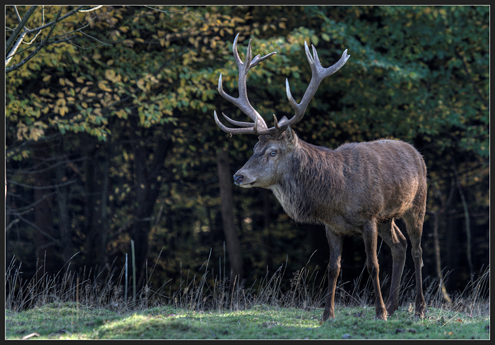 Platzhirsch