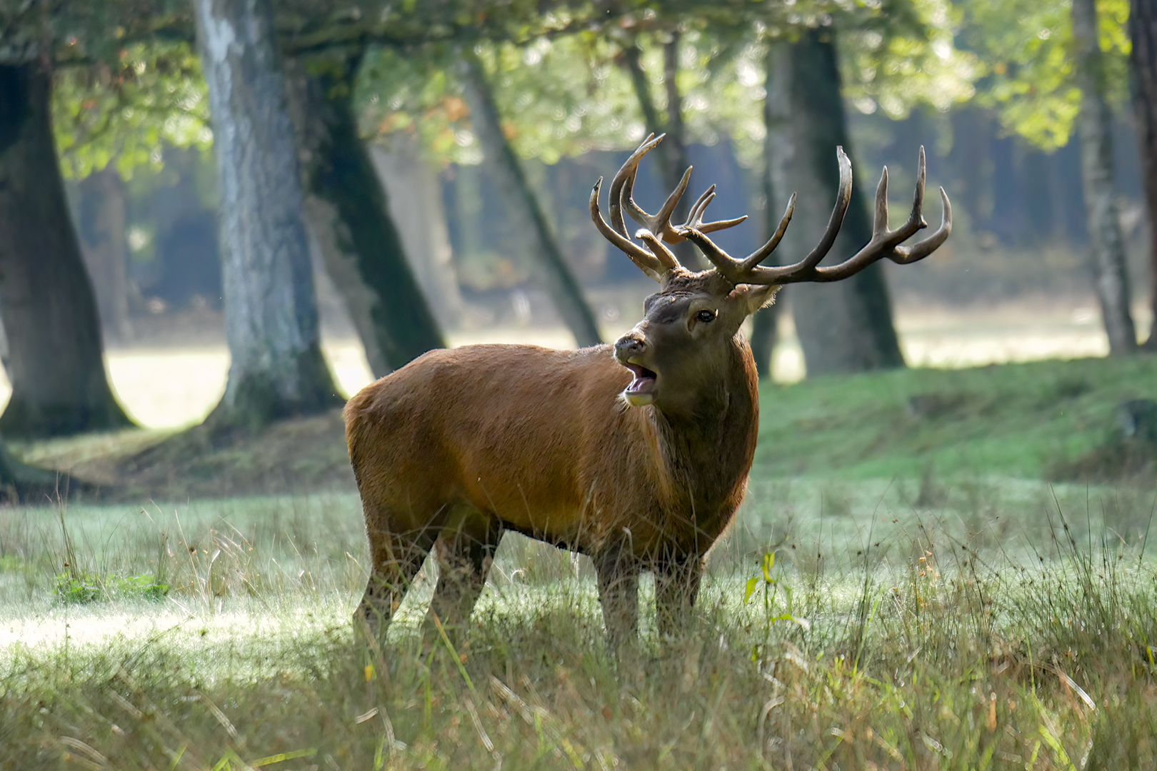 Platzhirsch