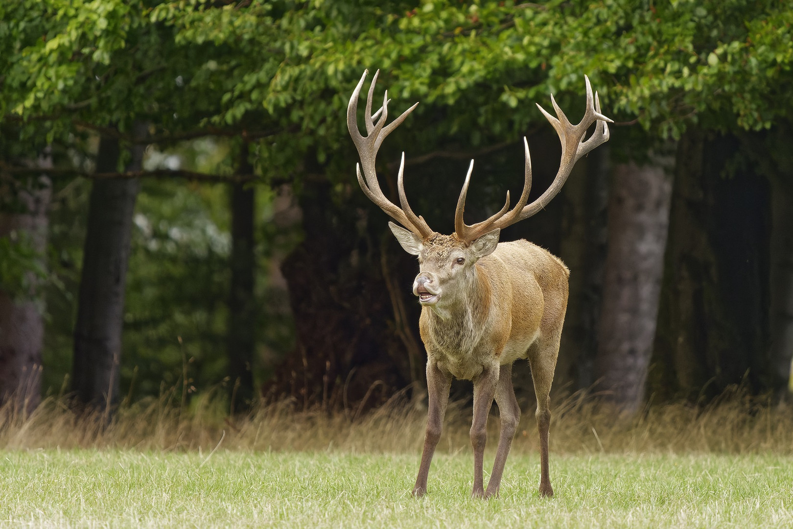 Platzhirsch beim Flehmen