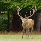 Platzhirsch beim Flehmen